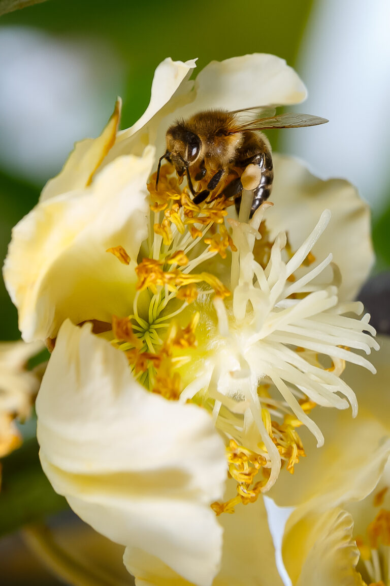 Art_Sensisible_Prim025